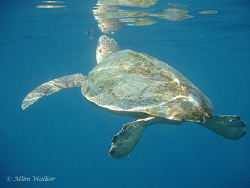 Time to take a breath! by Allen Walker 